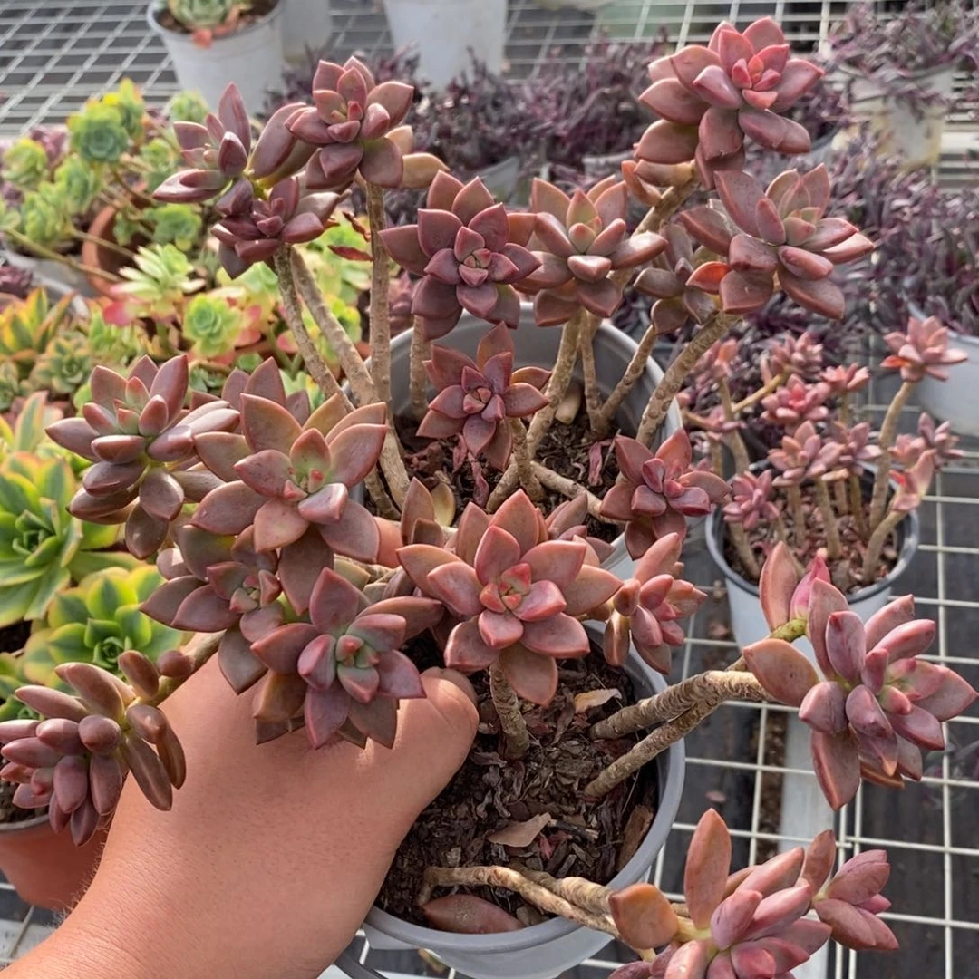 姬胧月散装带盆土两盆