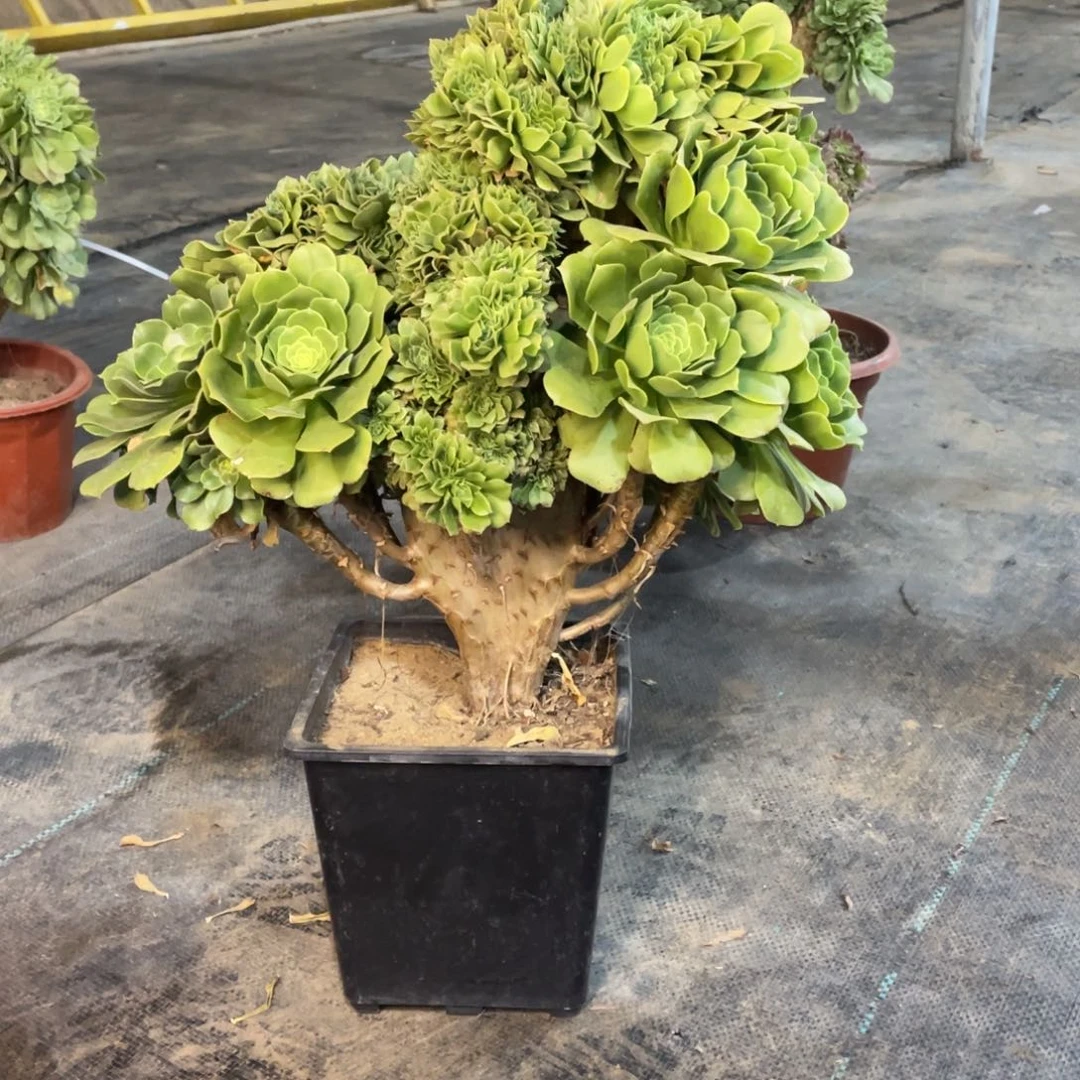 我是真的很喜欢这个