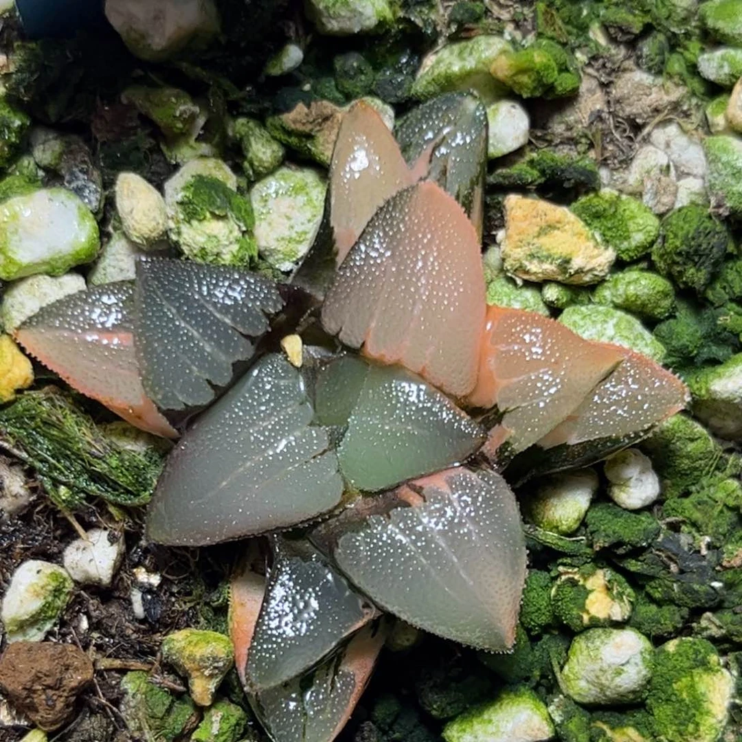 恭喜发财大吉大利0363春春克