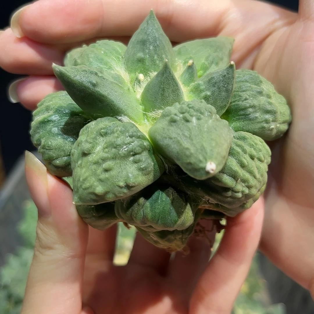 8号8cm自根丸尤村主怒涛牡丹