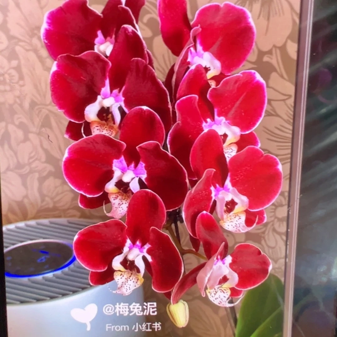 当前无花朵，栽培后可花朵瑕疵苗幻影凑单发货