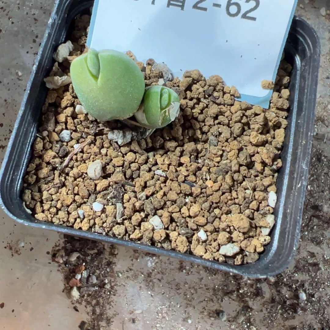 2-62肉锥多肉植物，