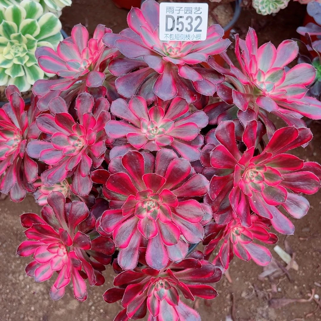 532丽娜雨子多肉植物