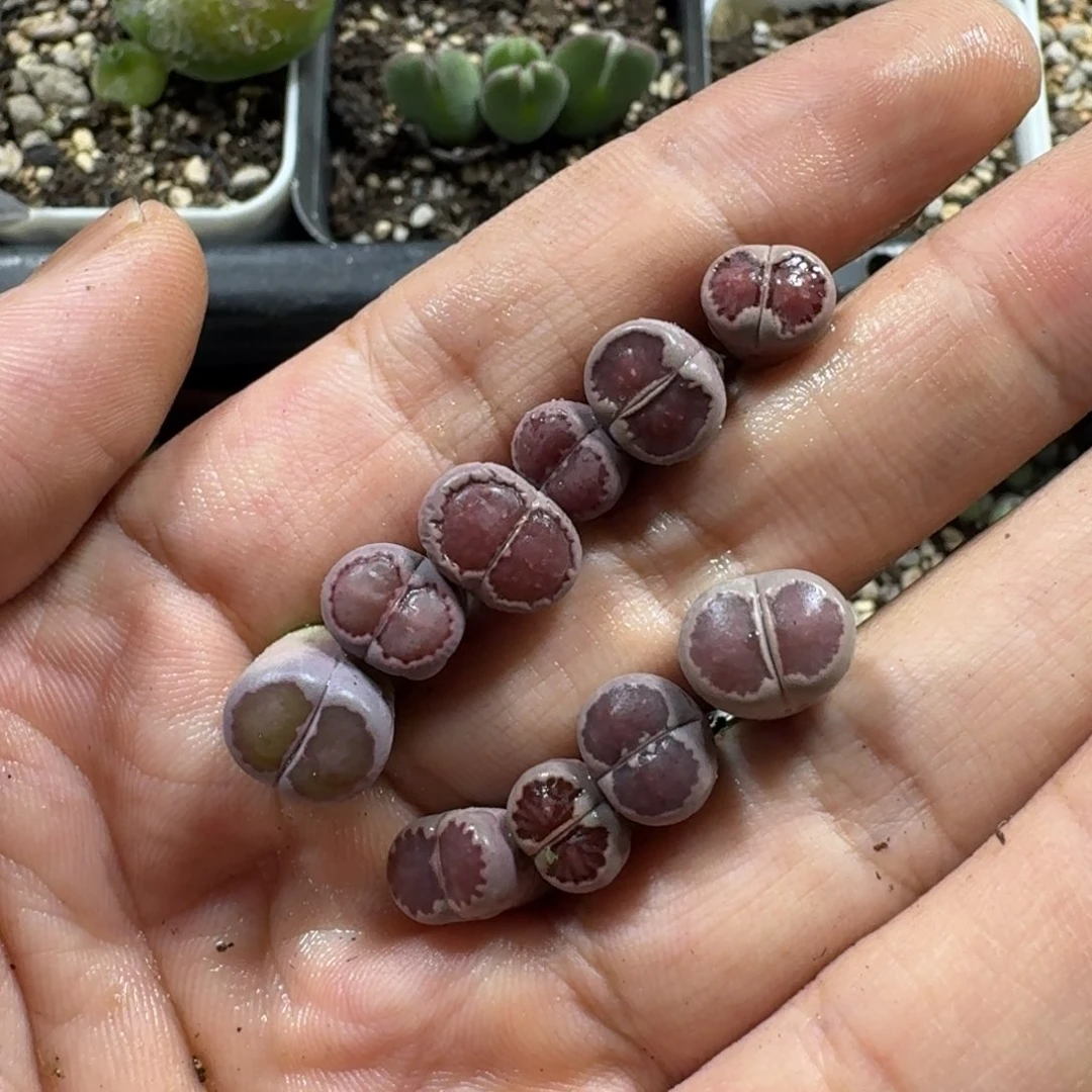 695。9颗紫贝壳。好东西