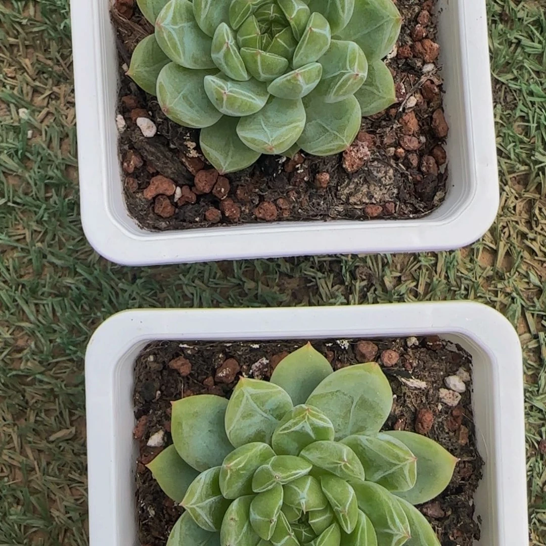 雪花珍妮1颗特价！！