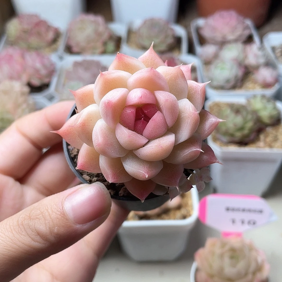 优选麦秆精品229