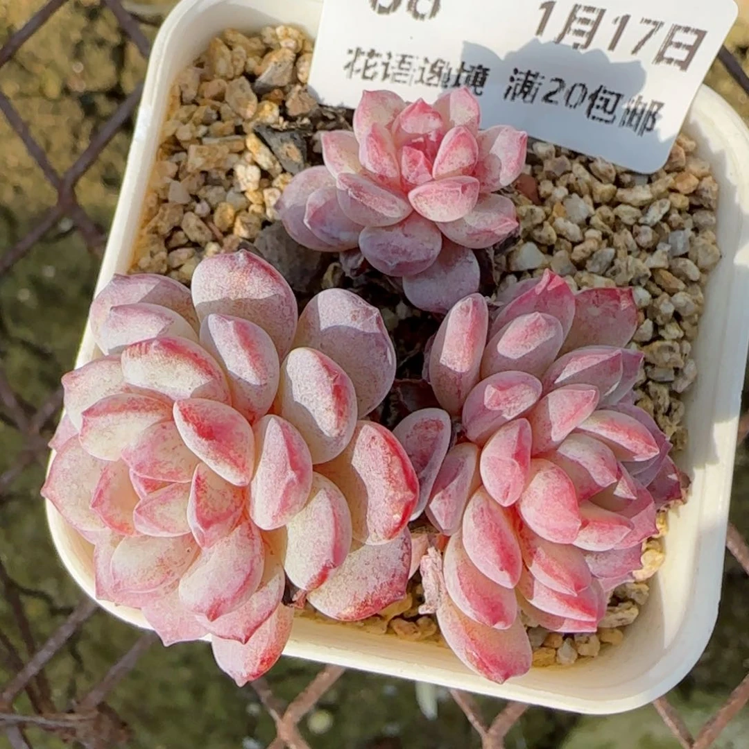 花语逸境0117-68点将船