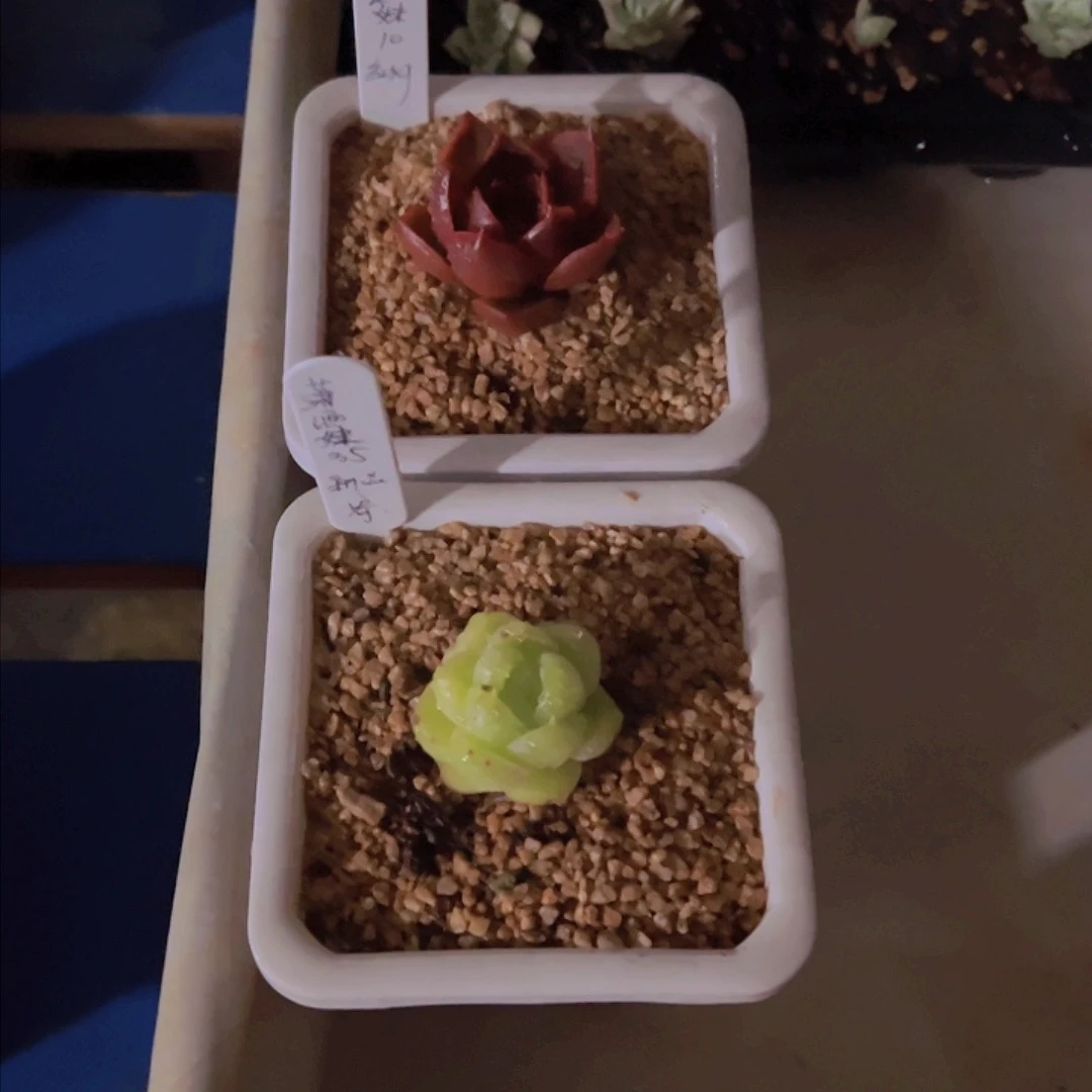 潇*妹新品，多肉植物，