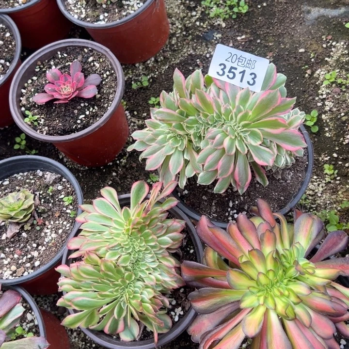 多肉植物3513种植物