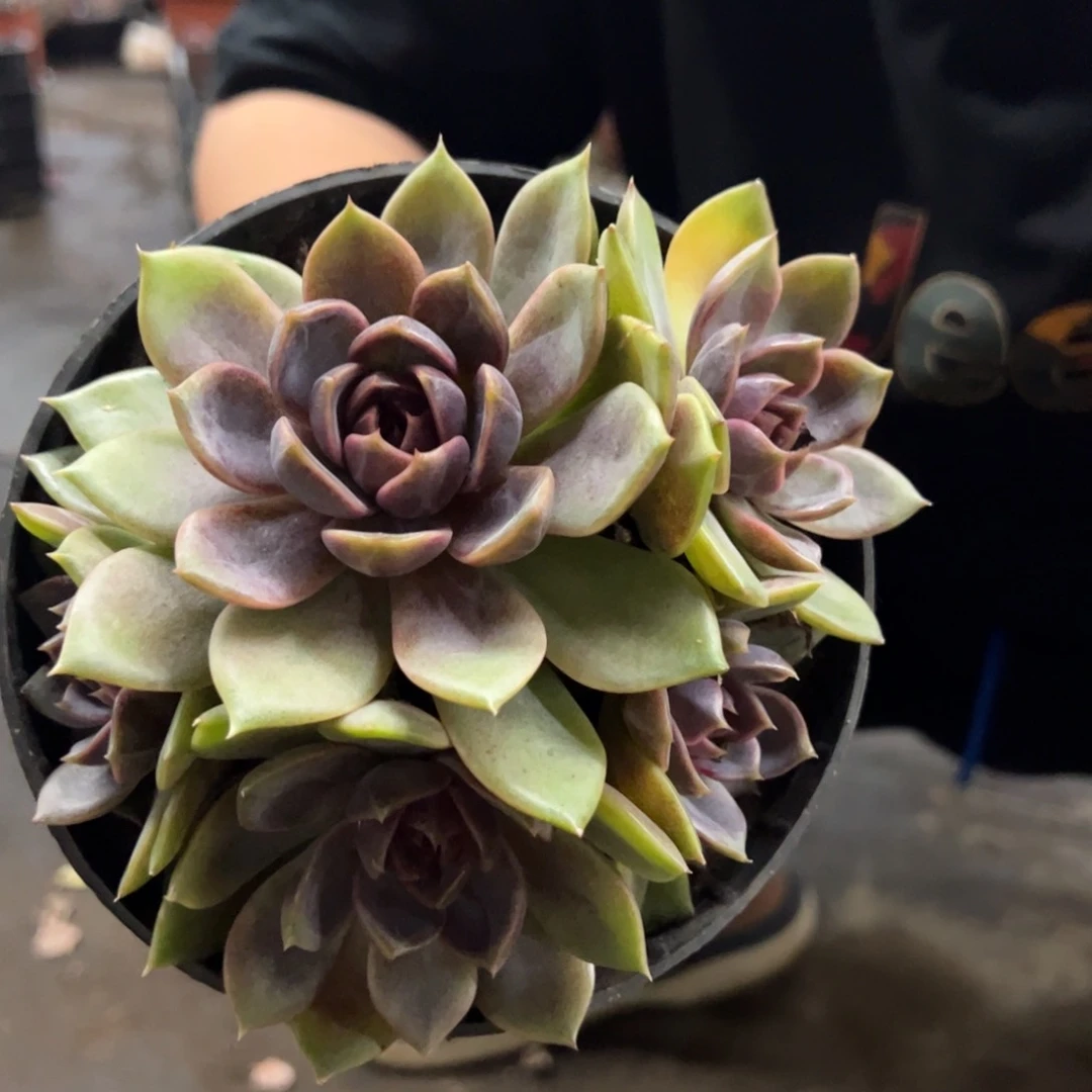 巧克力慕斯四头起发