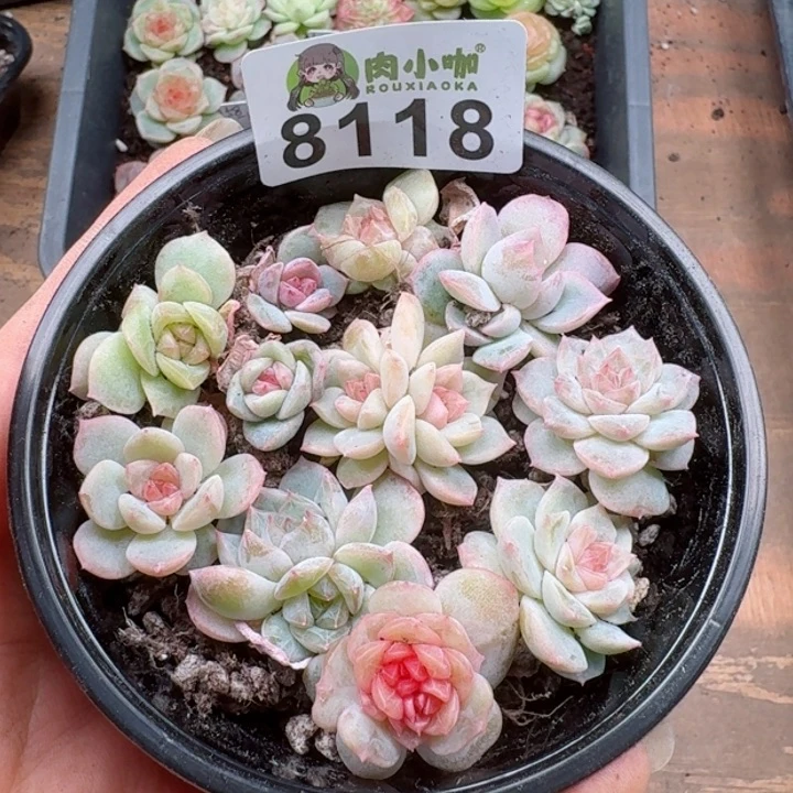 多肉植物多肉植物