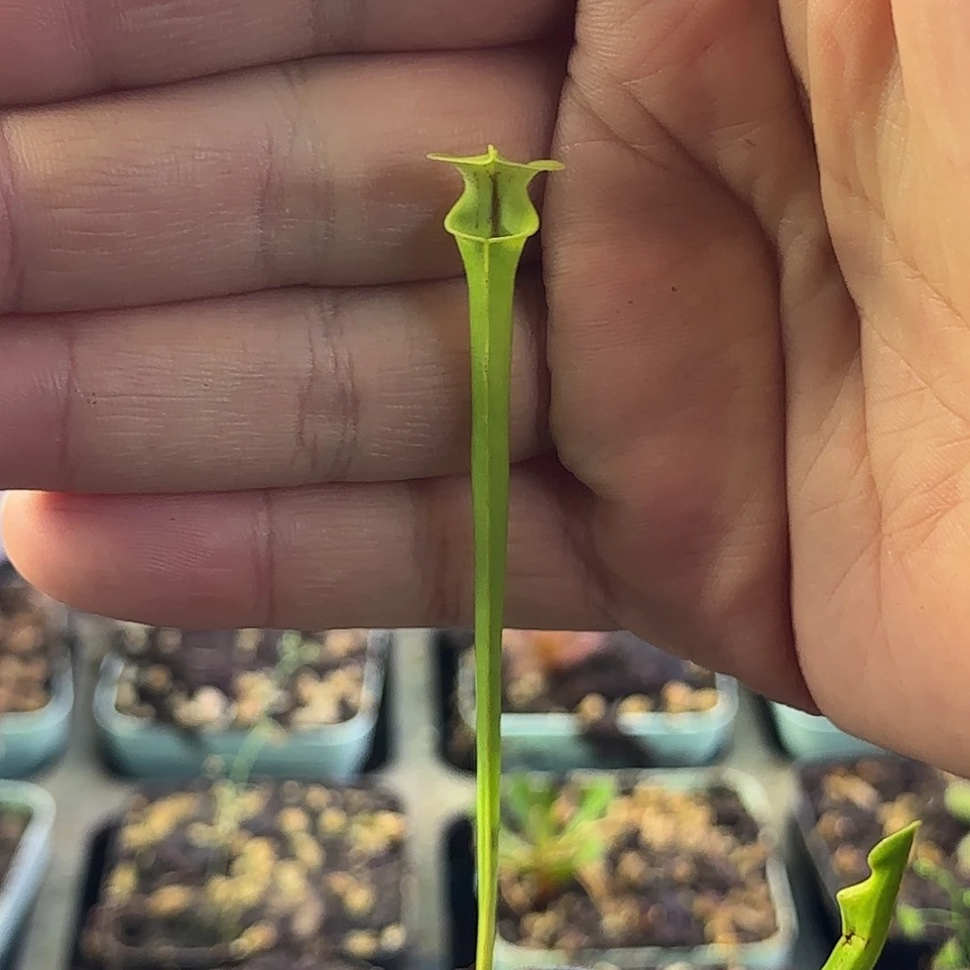 完全开放帝王黄瓶子草