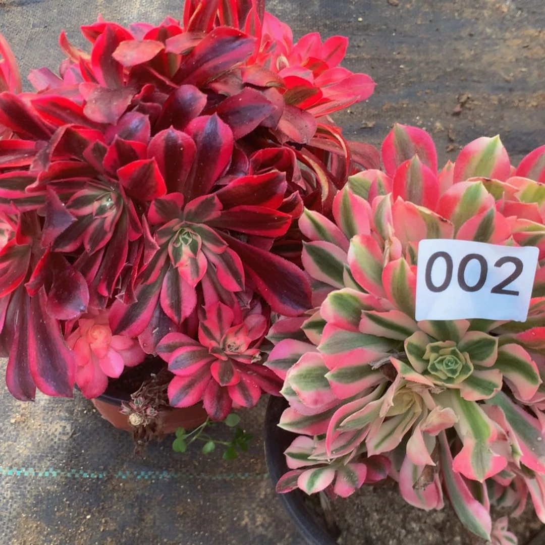 努**前002特价组合多肉植物