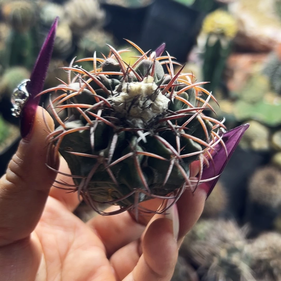 圆盘有根仙人球111111