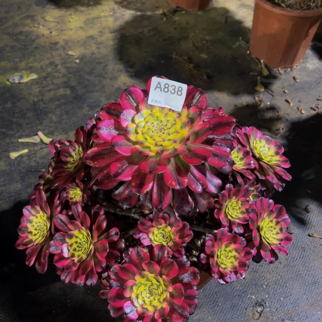 煤****多838舞天姬法师，多肉植物