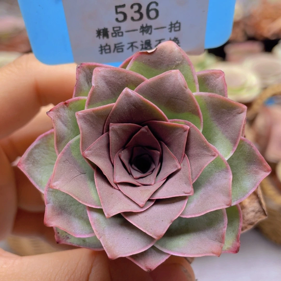 山地玫瑰536裸根发货不售后