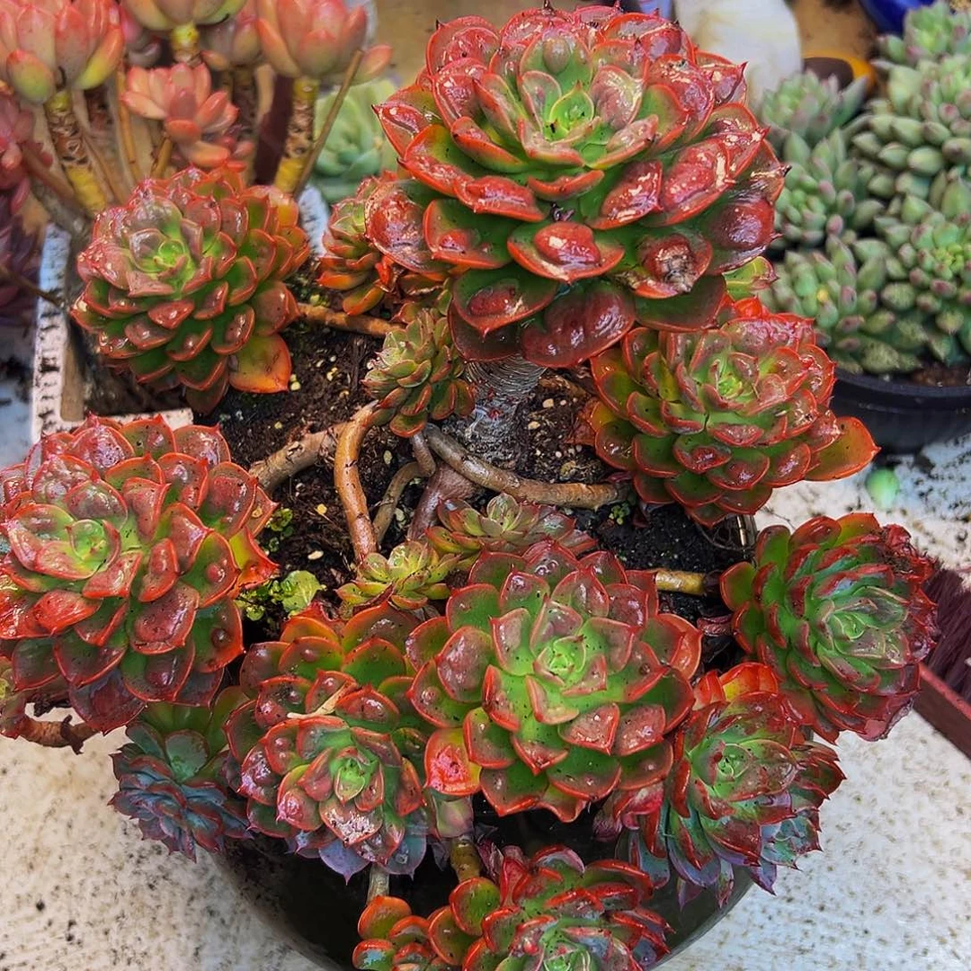 ^***笑样品雨滴一物一拍
