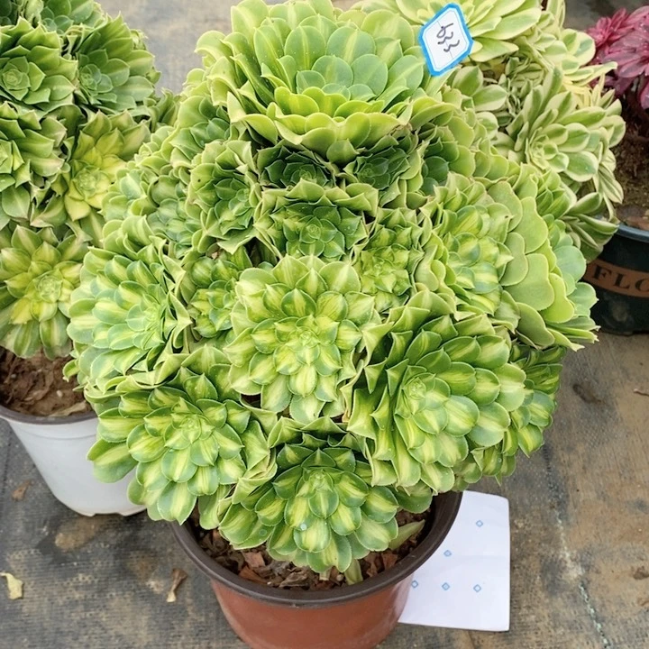 文**舞633翡翠琉璃多肉法师