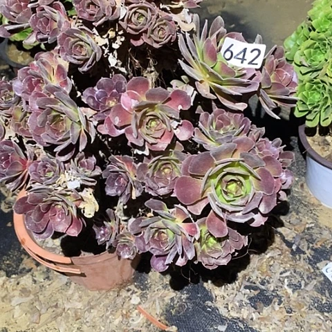 多肉植物法师642荷兰玫瑰