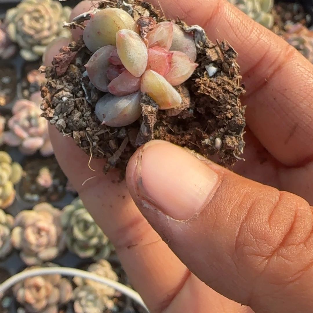 多肉小卡拉米糖心一物一拍