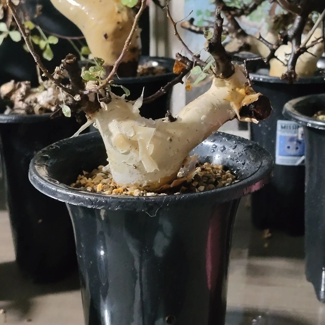 正白皮卡塔夫熟桩