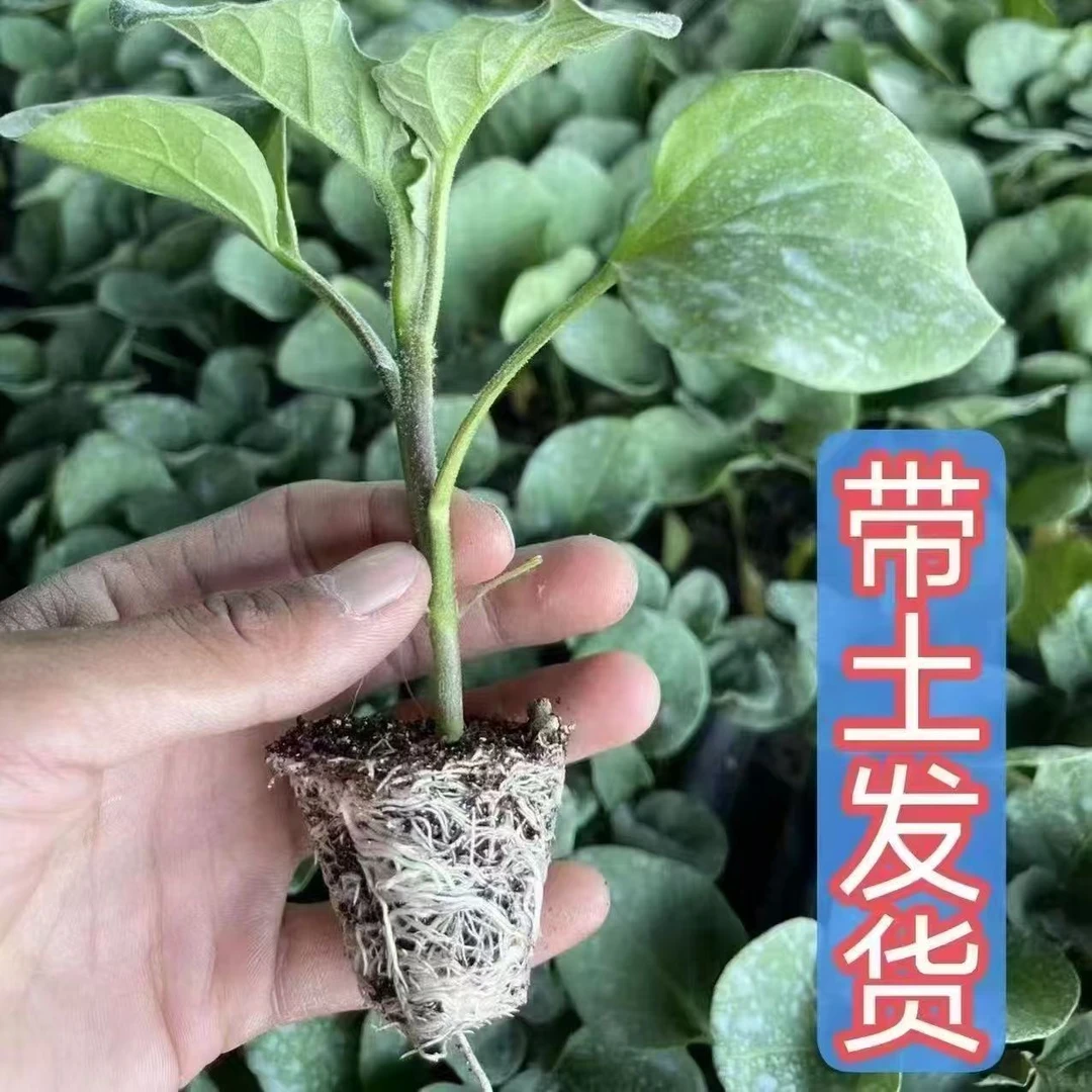 茄子苗秧苗紫长茄 盆栽青皮长茄黑长茄绿圆茄高产蔬菜苗带土发货