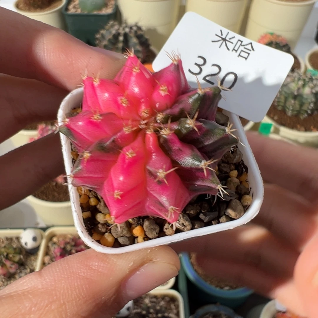 320 好看的米哈冲冲冲