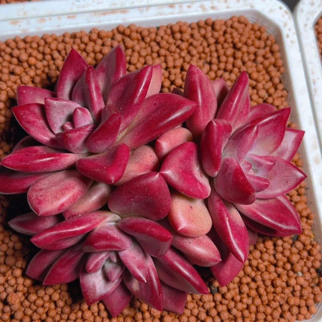 浅陌小姐妹寄养的