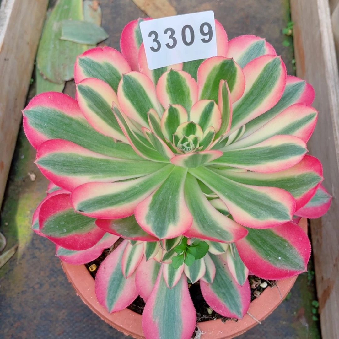 粉女郎多肉发货发货