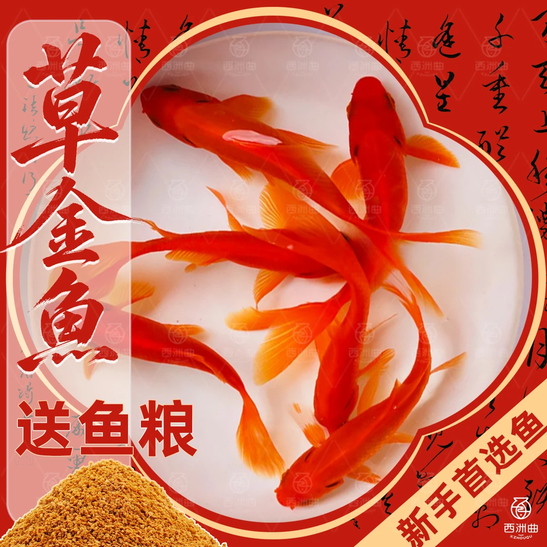 西洲曲草金鱼冷水观赏鱼新手好养活适合桌面水景的鲜活小鱼苗