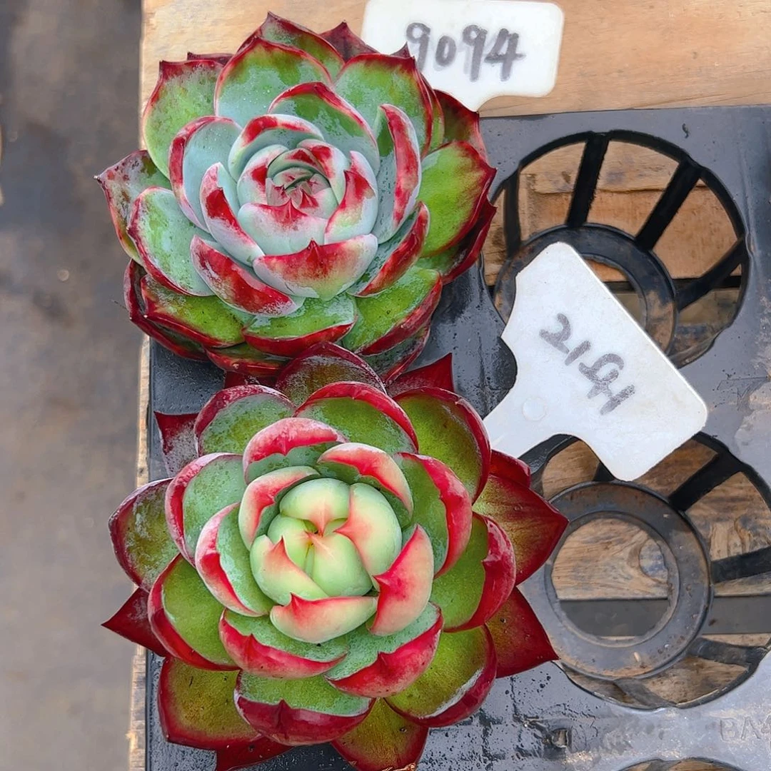 双***双惊鸿仙子2141.9094号