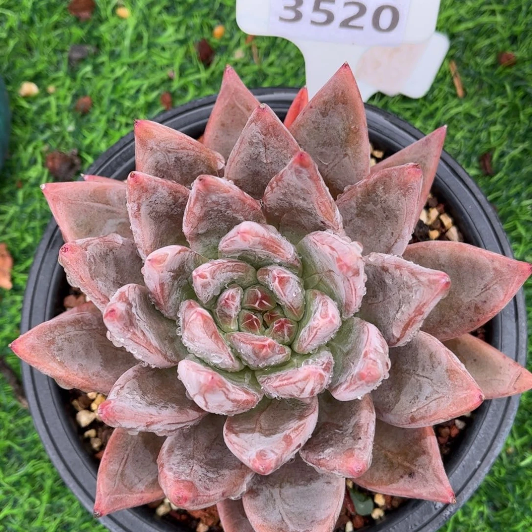 多肉植物3520………….