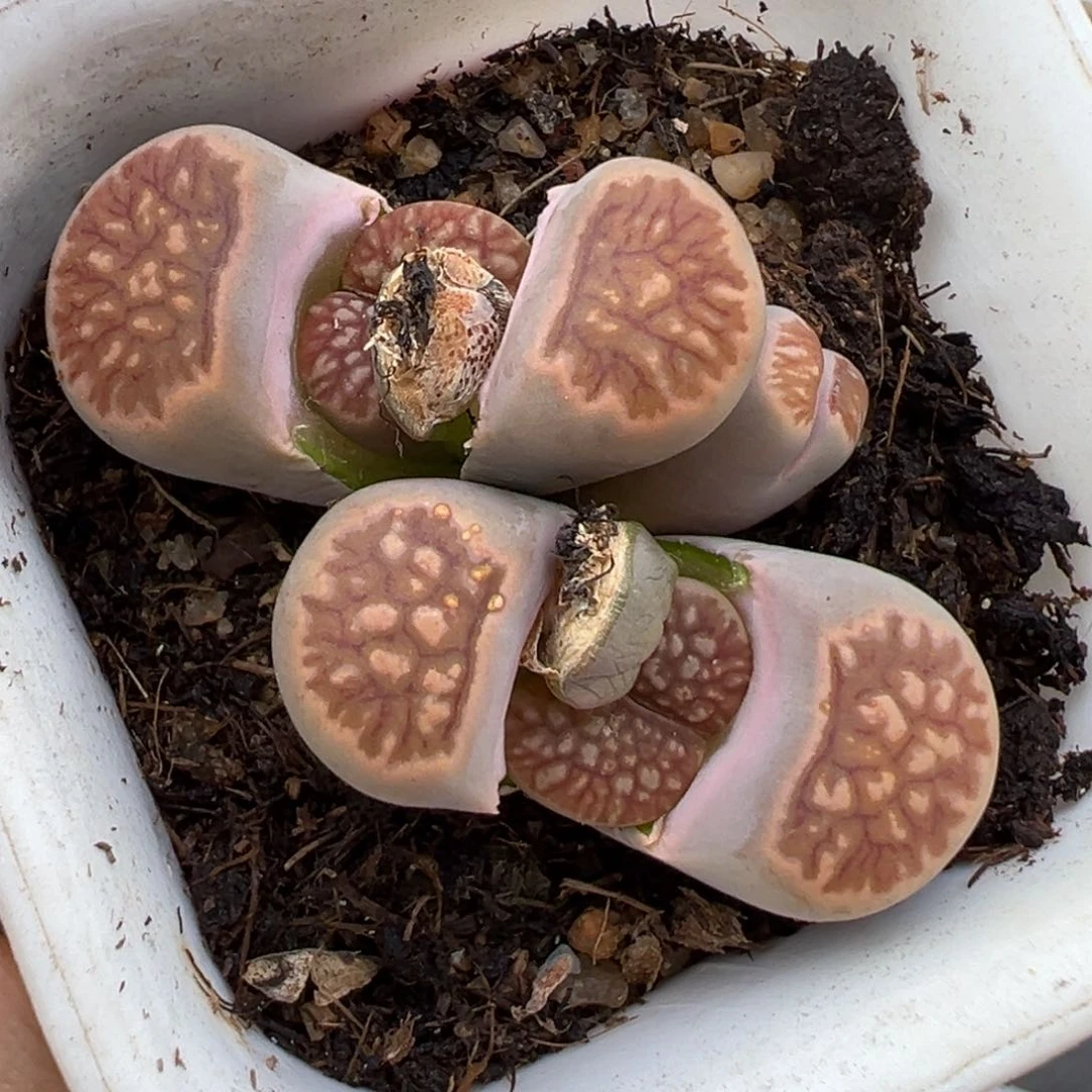 1.17好看的多肉345