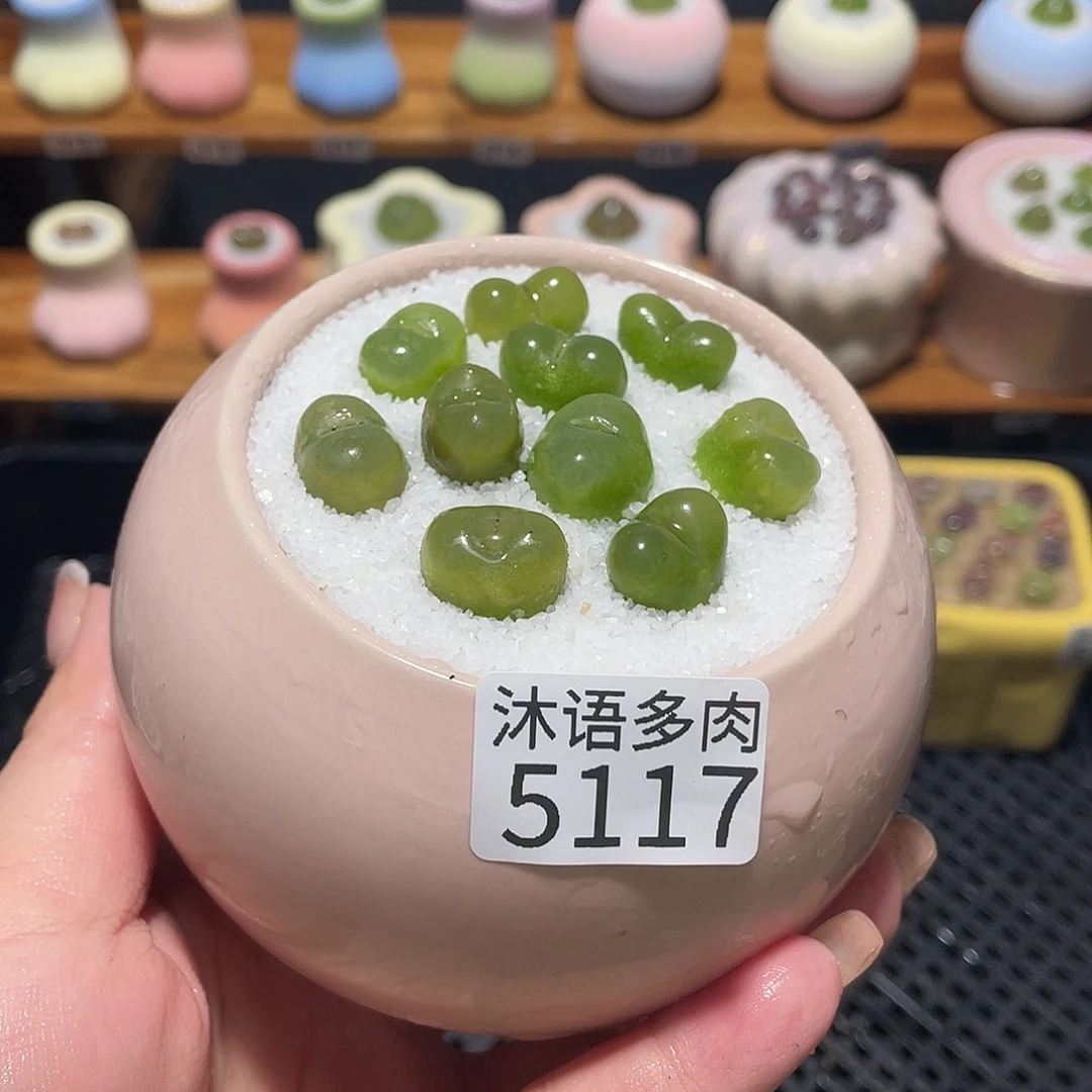 带盆土植物 一物一拍5117