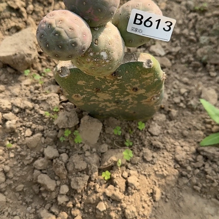 单****皮嫁接无刺习613