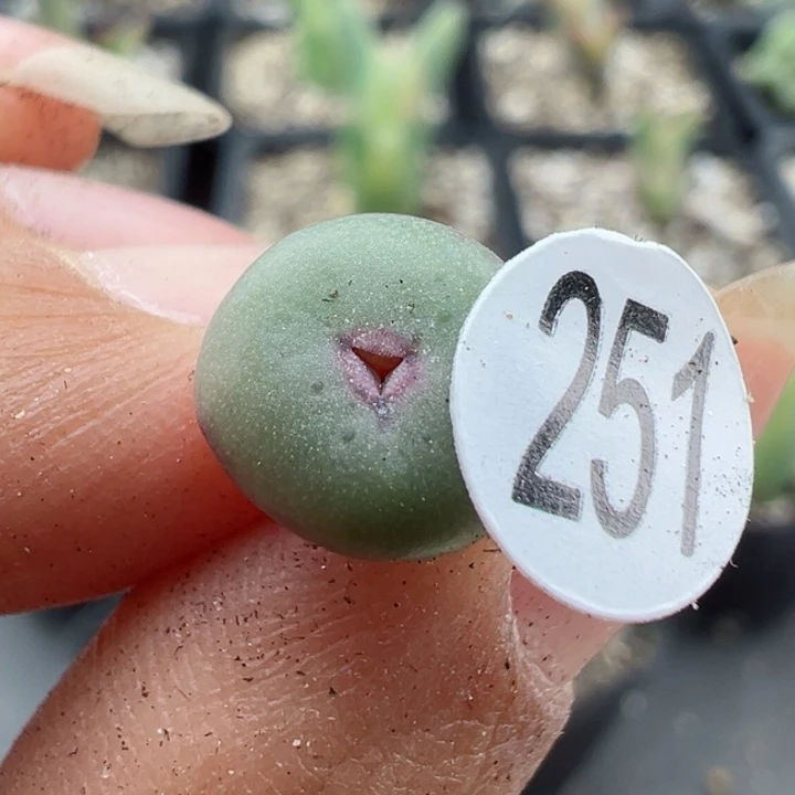 251干11111111111111