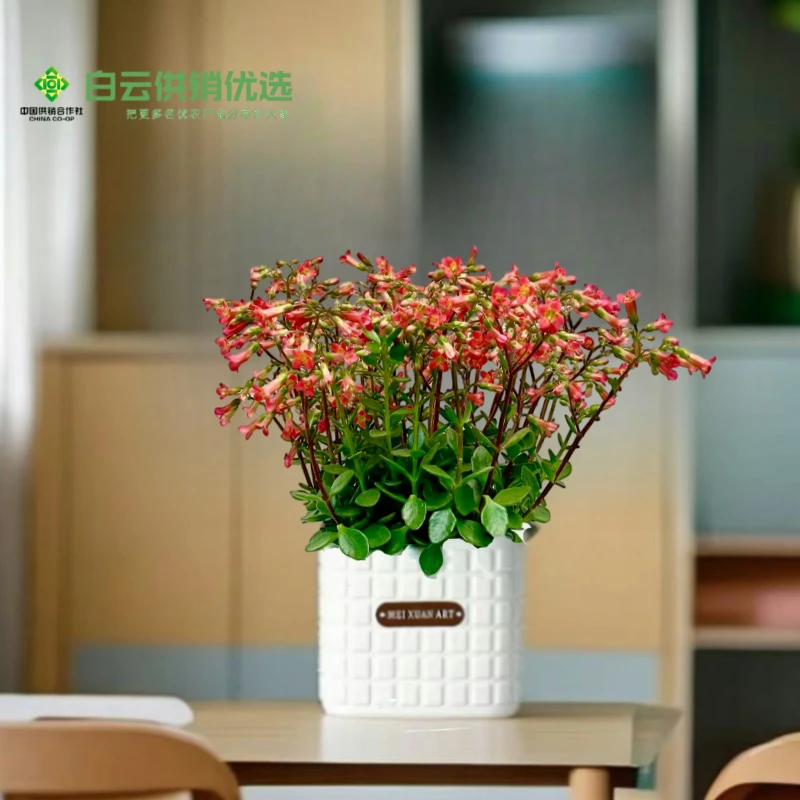 宫灯长寿花盆栽倒挂金钟四季花卉办公室桌面绿植室内好养