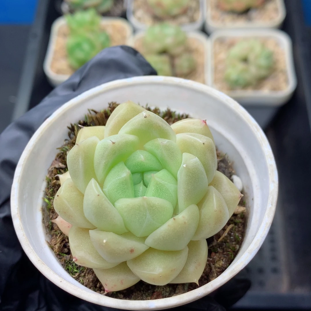 58包邮  群生不包整 23