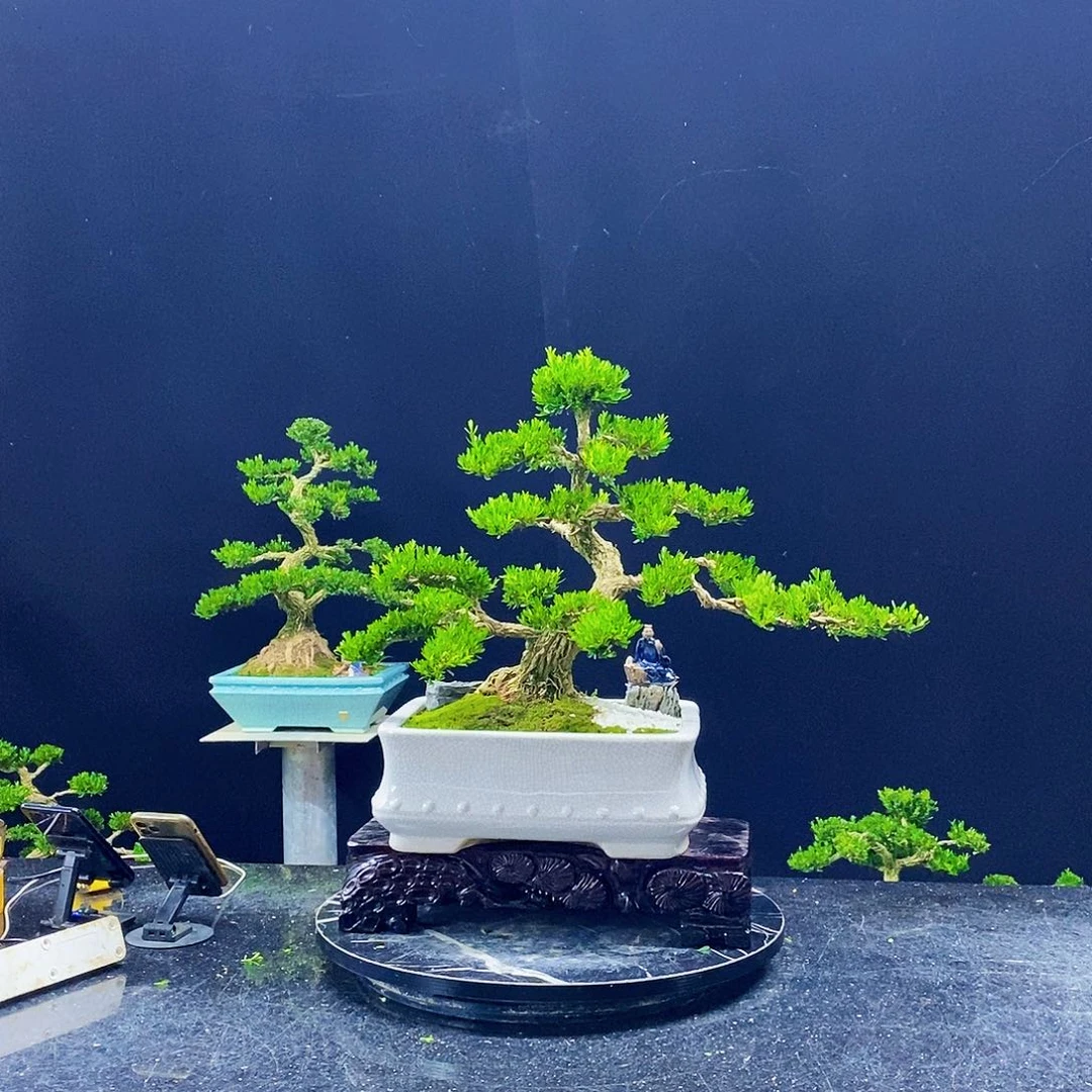 无花朵黄杨盆景造型