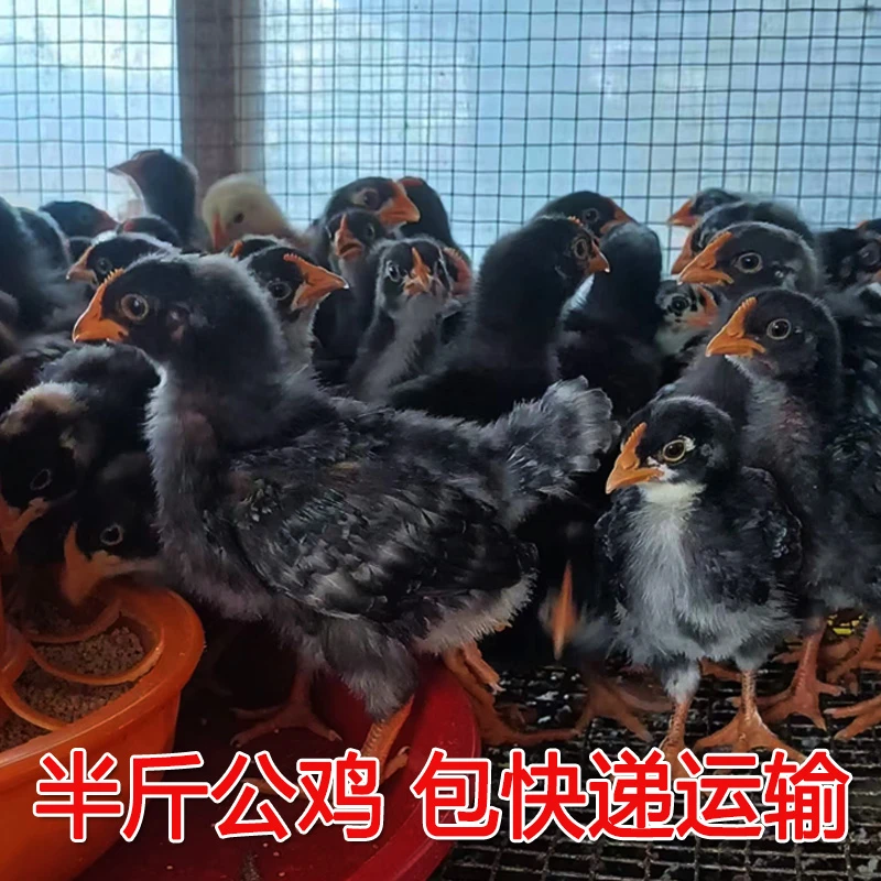 宠物鸡  半斤芦花鸡 公鸡 好喂好养 顺丰快递包邮