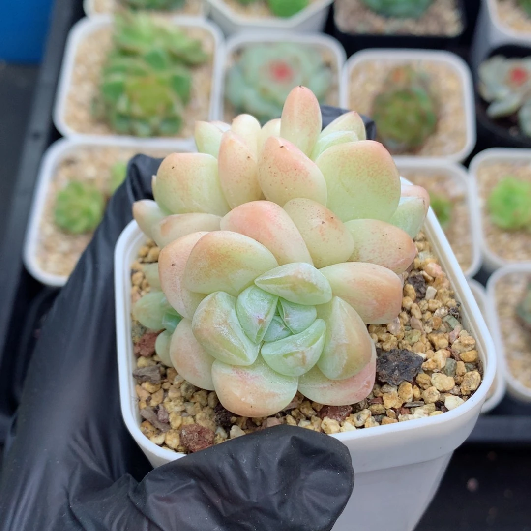 58包邮  群生不包整冰玉95