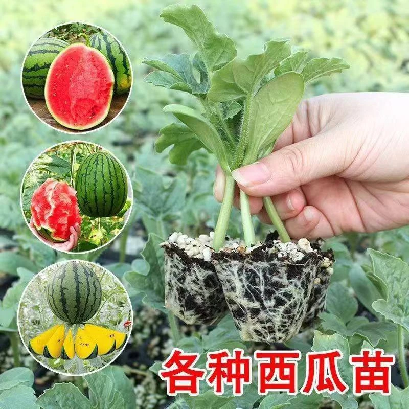 西瓜苗8424特甜麒麟超甜无籽美都西瓜秧苗盆栽地载种植西瓜苗