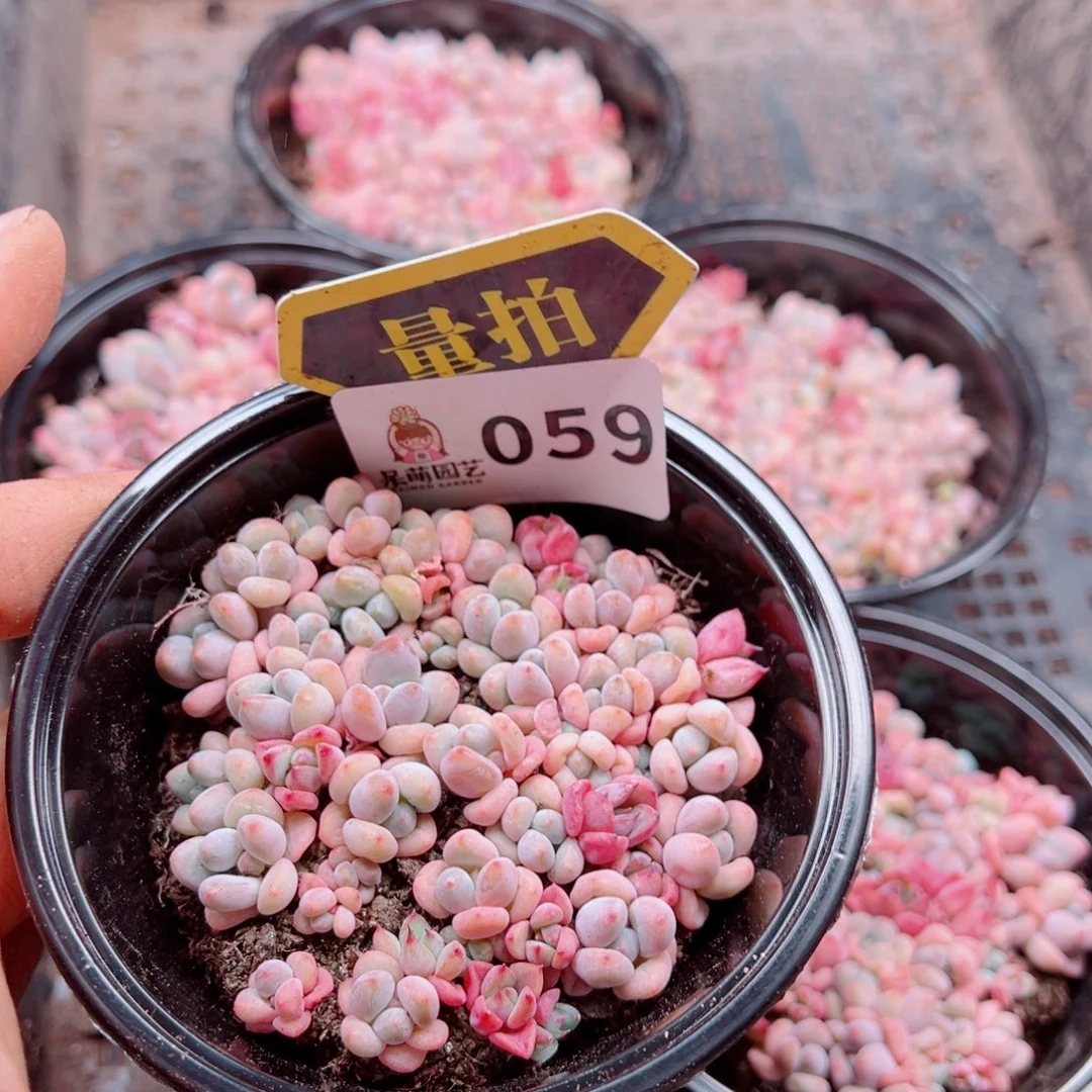 多肉植物多肉植物