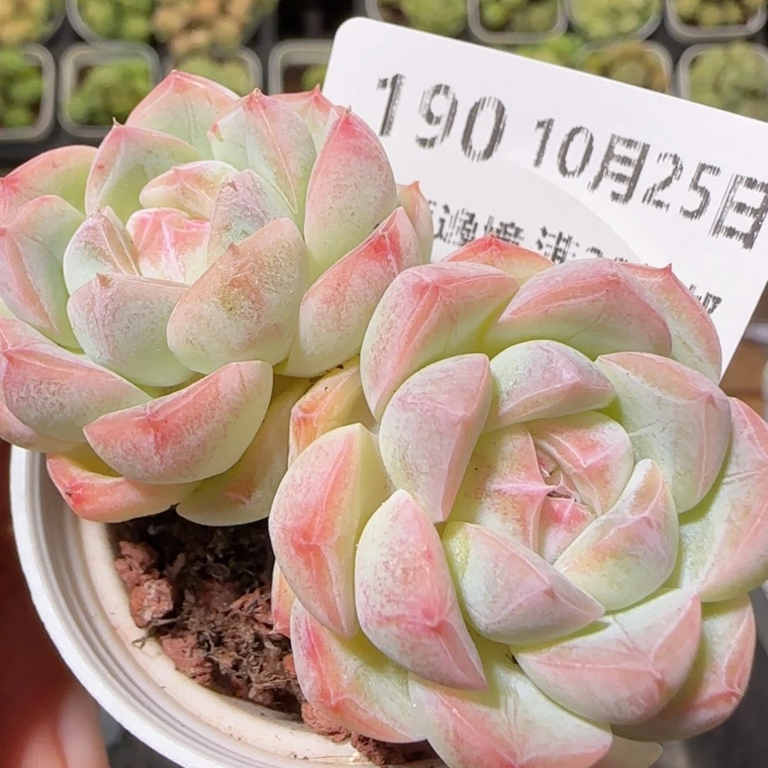 花语逸镜1025-190溏心