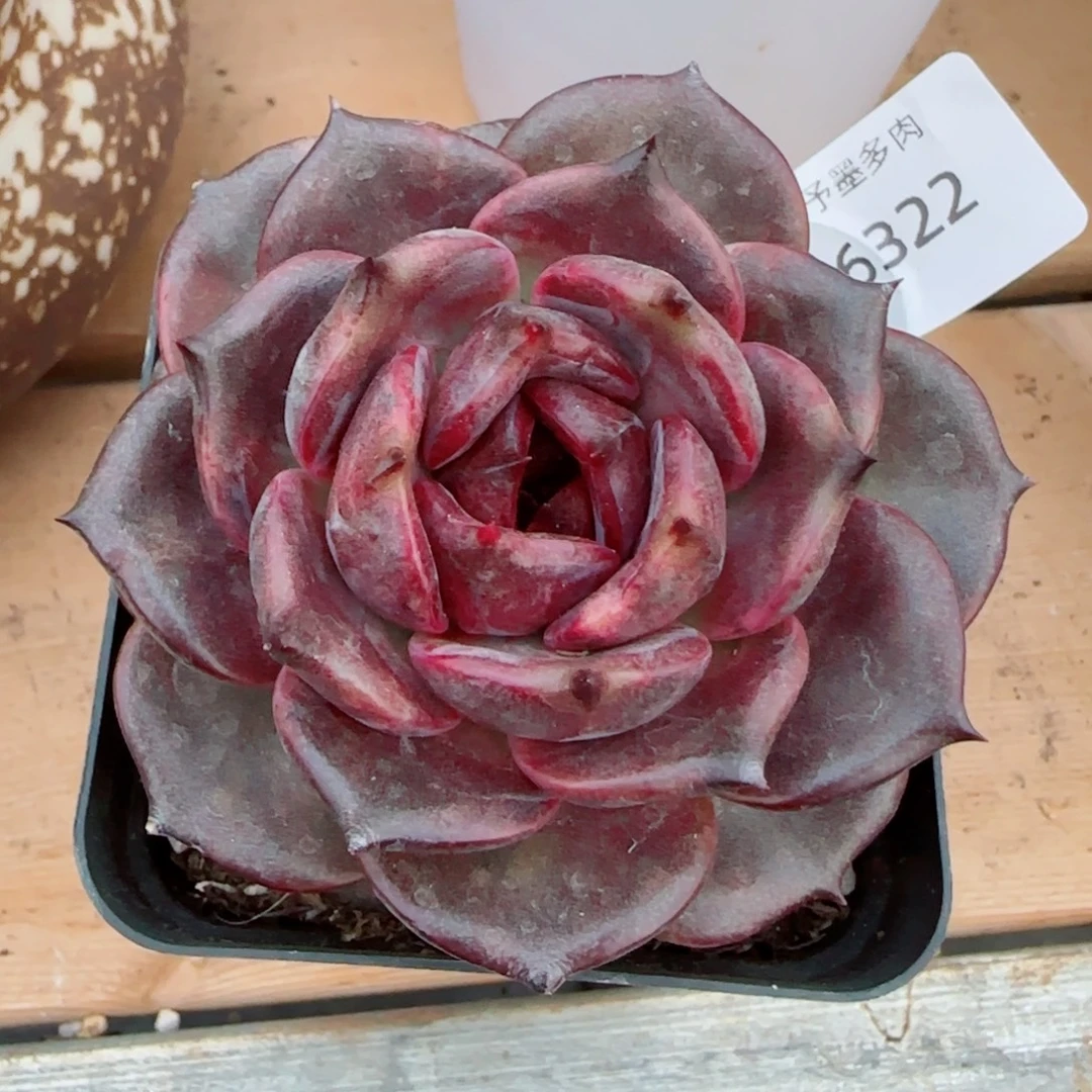 黑玫瑰，6322多肉植物
