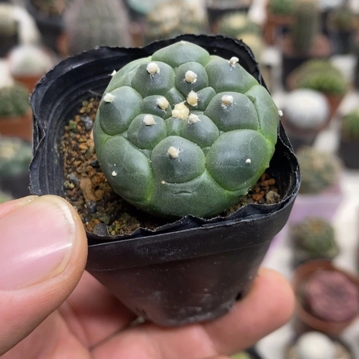 实生龟甲兜特价福利