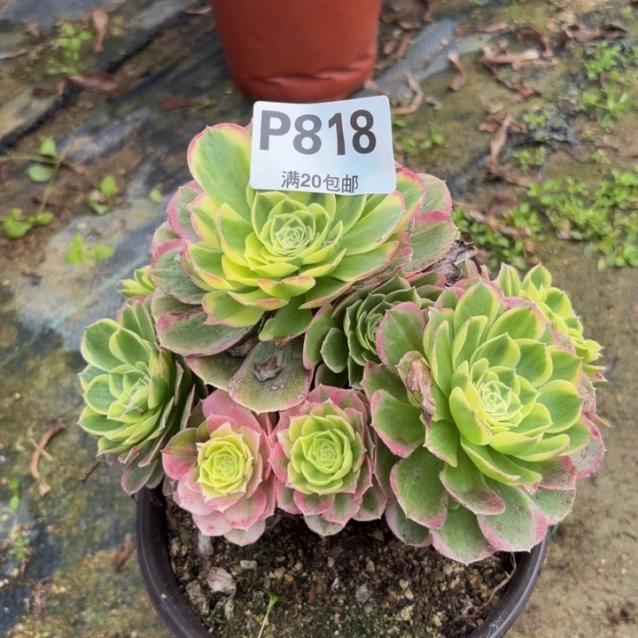 瑞妈多肉植物，818.