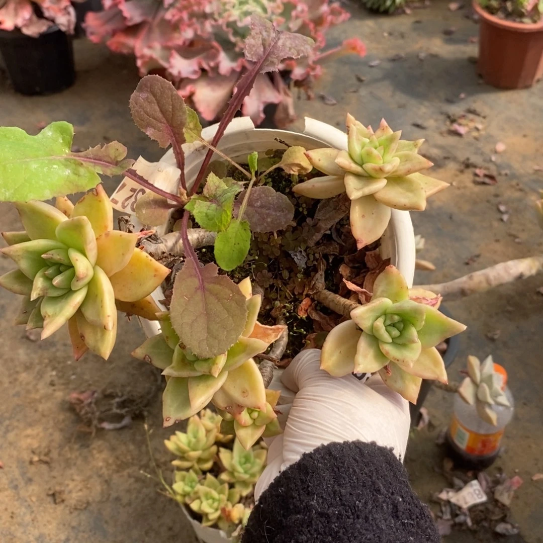 3895黄金表丽娜一物一拍