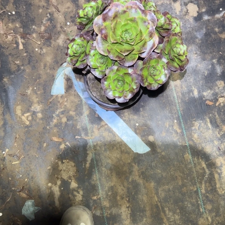 不包侧枝一物一拍49