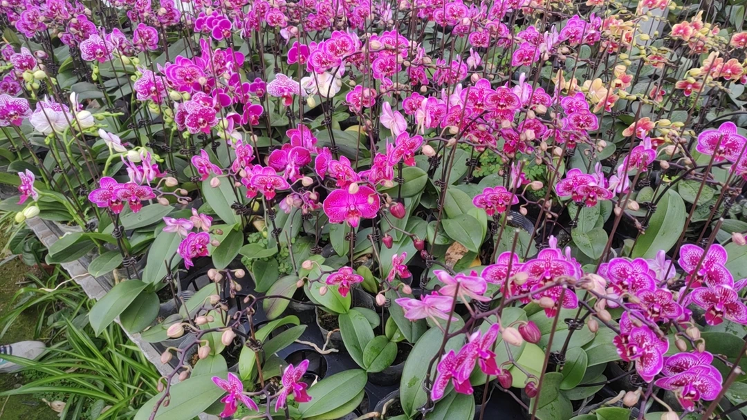 微瑕盲盒，蝴蝶兰开花株随机品种一颗，随机发货，微瑕